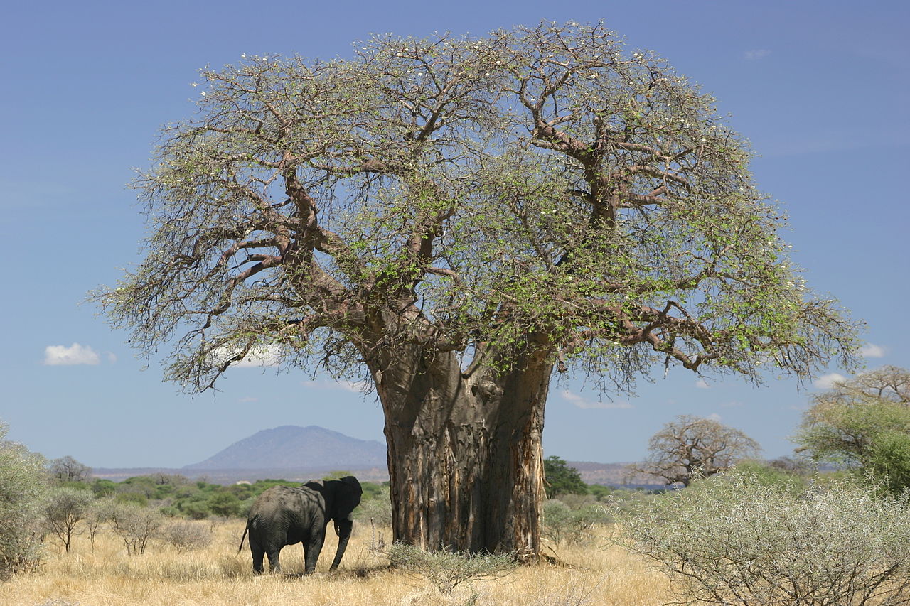 Baobab mit Elefant